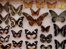 metulji-78