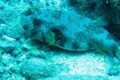 Na morju je lepo - pod gladino pa še lepše