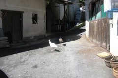 Naj poletje 2010 - Domacija Bubec - Postrvi