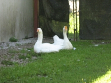slika_007