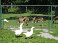 slika_017