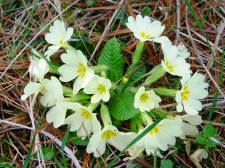 trobentice-1