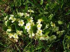 trobentice-2