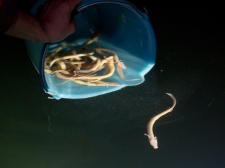 PROTEUS-PLANINSKA-JAMA-2016-082