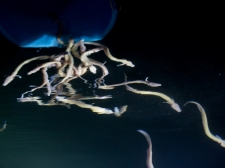 PROTEUS-PLANINSKA-JAMA-2016-083