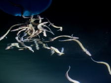 PROTEUS-PLANINSKA-JAMA-2016-084