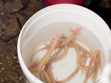 PROTEUS-PLANINSKA-JAMA-2016-085