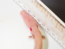 PROTEUS-PLANINSKA-JAMA-2016-087