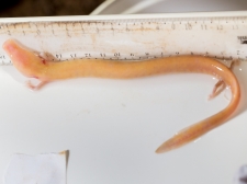 PROTEUS-PLANINSKA-JAMA-2016-090