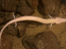 PROTEUS-PLANINSKA-JAMA-2016-099