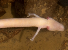 PROTEUS-PLANINSKA-JAMA-2016-100