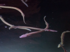 PROTEUS-PLANINSKA-JAMA-2016-107