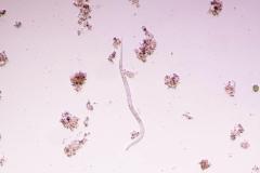 Voda iz postojnskega vodovoda pod mikroskopom