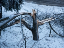 zled_postojna_-_valter_leban-2937