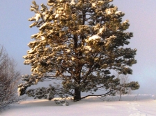 001_pecna_reber