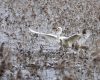 - Velika bela čaplja (Egretta alba) Peter Janjič