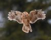 Foto  Zoran Vidrih Lesna sova Foto  Zoran Vidrih Lesna sova